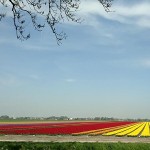 tulips bloomed in the fields...
